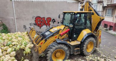 Gemlik’te Tonlarca Karnabahar İmha Edildi